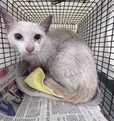 Shelter Stray Female Cat last seen Near BLOCK NW 27 AV, FORT LAUDERDALE FL 33311, 2400 SW 42nd St, Fort Lauderdale, FL 33312, USA