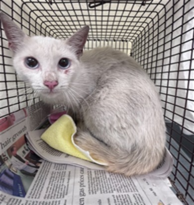Shelter Stray Female Cat last seen Near BLOCK NW 27 AV, FORT LAUDERDALE FL 33311, 2400 SW 42nd St, Fort Lauderdale, FL 33312, USA