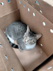 Shelter Stray Male Cat last seen Near BLOCK SW 25 WY, DANIA FL 33312, 2400 SW 42nd St, Fort Lauderdale, FL 33312, USA