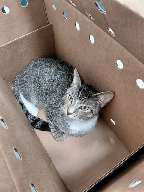 Shelter Stray Male Cat last seen Near BLOCK SW 25 WY, DANIA FL 33312, 2400 SW 42nd St, Fort Lauderdale, FL 33312, USA