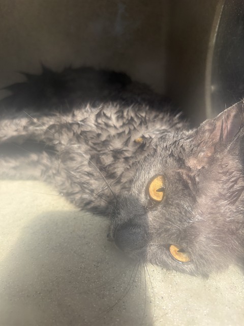 Shelter Stray Female Cat last seen Near BLOCK S REDWOOD RD, TAYLORSVILLE UT 84123, 4522 W 3500 S, West Valley City, UT 84120, USA