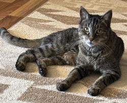 Lost Male Cat last seen Sleeping on my 3rd balcony sleeping, Colorado Springs, CO 80918