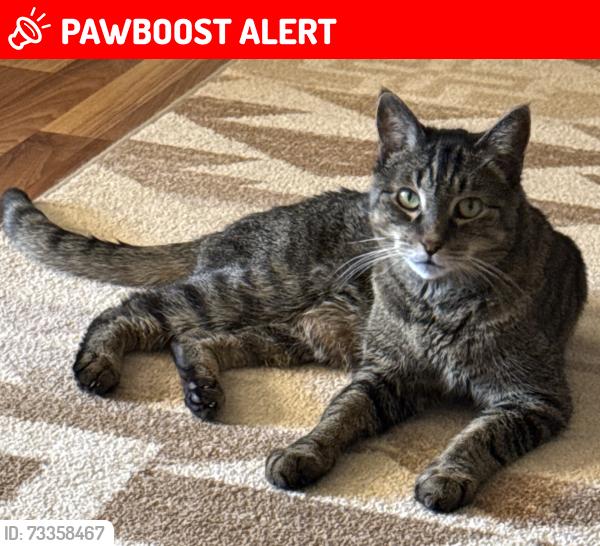 Lost Male Cat last seen Sleeping on my 3rd balcony sleeping, Colorado Springs, CO 80918