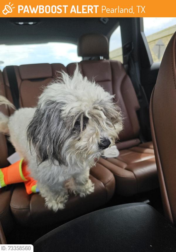 Found/Stray Female Dog last seen Emerald point neighborhood, Pearland, TX 77581