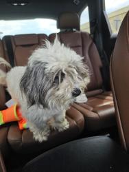 Found/Stray Female Dog last seen Emerald point neighborhood, Pearland, TX 77581