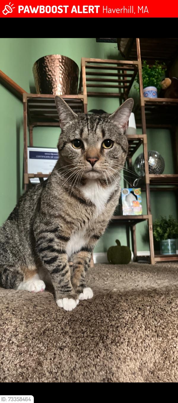 Lost Male Cat last seen Taylor Street, Haverhill, MA 01832