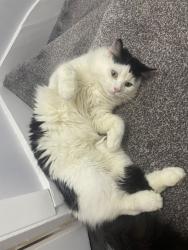 Lost Male Cat last seen Redhill rd, West Midlands, England B31 3NP