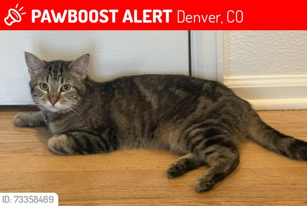 Lost Female Cat last seen W. Flora Place and S. Kendall Street, Denver, CO 80227