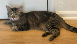 Lost Female Cat last seen W. Flora Place and S. Kendall Street, Denver, CO 80227