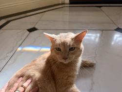 Lost Male Cat last seen Near hancock dr folsom ca, Folsom, CA 95630
