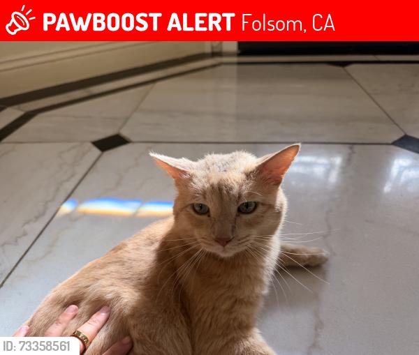 Lost Male Cat last seen Near hancock dr folsom ca, Folsom, CA 95630