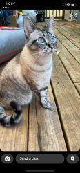 Lost Male Cat last seen Jason Lee Middle School, Vancouver, WA 98665