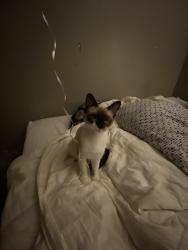 Reunited Female Cat last seen Near blk of 16th Ave, Texas City, TX 77590