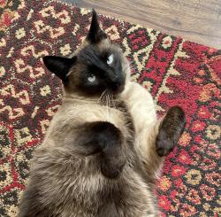 Lost Male Cat last seen 19th & Rocky Ridge, Spokane Valley WA, Spokane Valley, WA 99212