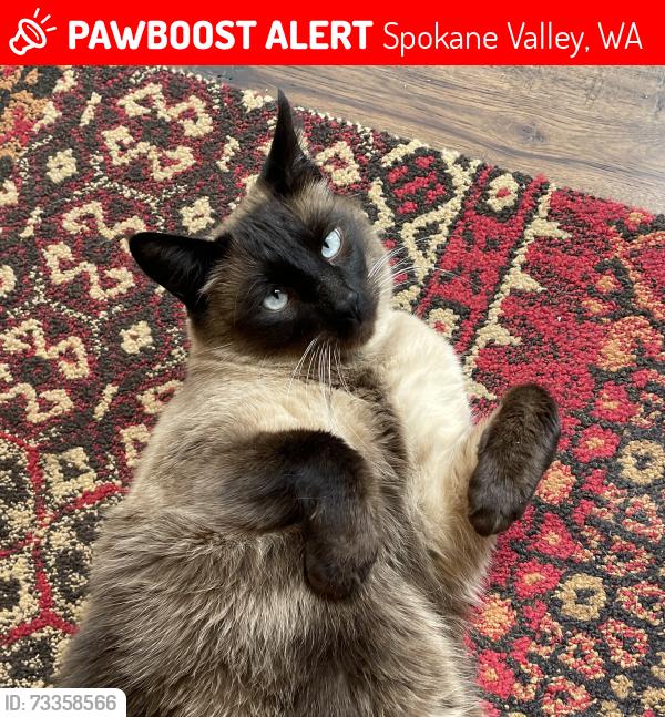 Lost Male Cat last seen 19th & Rocky Ridge, Spokane Valley WA, Spokane Valley, WA 99212