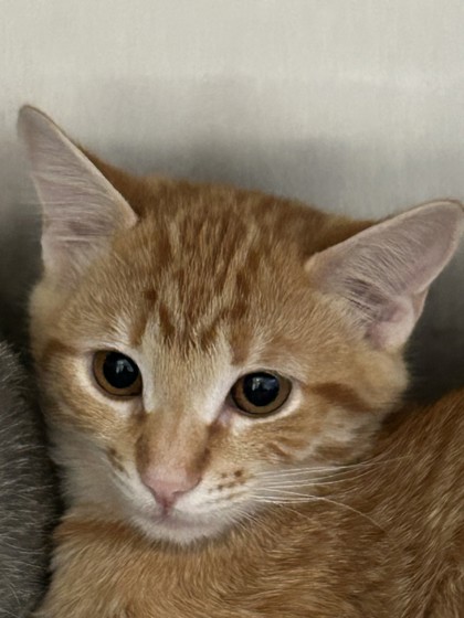 Shelter Stray Female Cat last seen cooper st, Ravalli, MT, 262 Fairgrounds Rd, Hamilton, MT 59840, USA