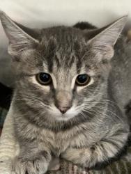 Shelter Stray Female Cat last seen cooper st, Ravalli, MT, 262 Fairgrounds Rd, Hamilton, MT 59840, USA