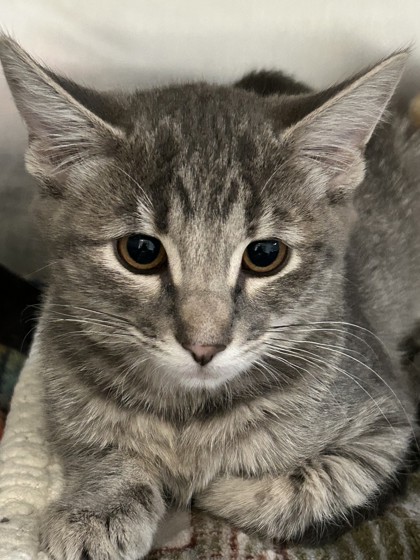 Shelter Stray Female Cat last seen cooper st, Ravalli, MT, 262 Fairgrounds Rd, Hamilton, MT 59840, USA