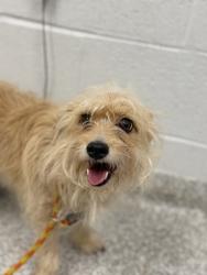 Shelter Stray Female Dog last seen Near Glenmore, 21206, MD, 2490 Giles Rd, Baltimore, MD 21225, USA