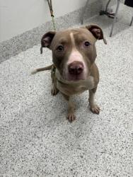 Shelter Stray Male Dog last seen Near Peyton Rd, Atlanta, GA, 1251 Fulton Industrial Blvd NW, Atlanta, GA 30336, USA