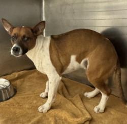 Shelter Stray Female Dog last seen Costco, Duncanville, TX, 1150 E Pleasant Run Rd, Cedar Hill, TX 75104, USA