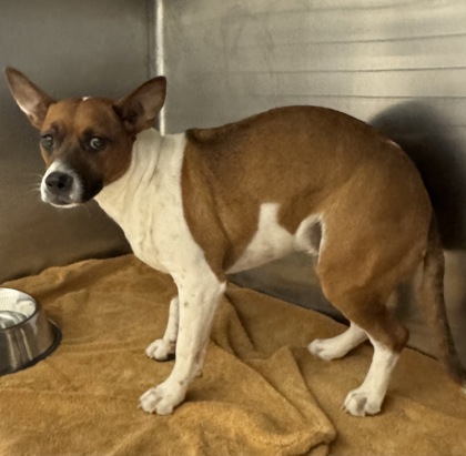 Shelter Stray Female Dog last seen Costco, Duncanville, TX, 1150 E Pleasant Run Rd, Cedar Hill, TX 75104, USA