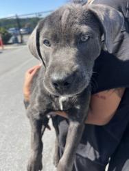Shelter Stray Male Dog last seen Near Martin Luther King Jr Dr SW, Atlanta, GA, 1251 Fulton Industrial Blvd NW, Atlanta, GA 30336, USA