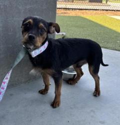Shelter Stray Male Dog last seen Near Steele Ave, Atlanta, GA, 1251 Fulton Industrial Blvd NW, Atlanta, GA 30336, USA