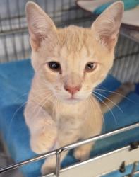 Shelter Stray Male Cat last seen S. Eagle Ter, Inverness, FL, 4030 S Airport Rd, Inverness, FL 34450, USA