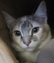 Shelter Stray Female Cat last seen S. Eagle Ter, Inverness, FL, 4030 S Airport Rd, Inverness, FL 34450, USA