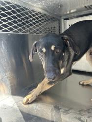 Shelter Stray Male Dog last seen WINOAK, South District,, 355 Hillshire Dr, Haslet, TX 76052, USA