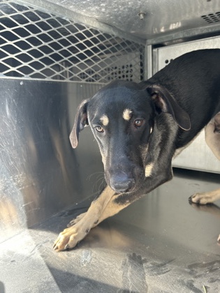 Shelter Stray Male Dog last seen WINOAK, South District,, 355 Hillshire Dr, Haslet, TX 76052, USA