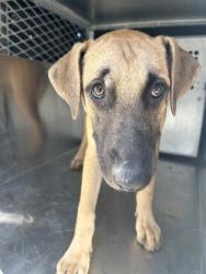 Shelter Stray Male Dog last seen WINOAK, South District,, 355 Hillshire Dr, Haslet, TX 76052, USA