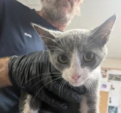 Shelter Stray Female Cat last seen Near S Third St, Belen,, 1209 NM-314, Los Lunas, NM 87031, USA