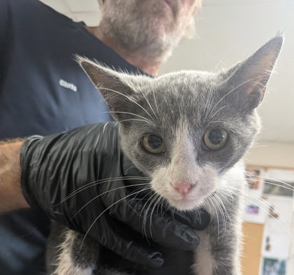 Shelter Stray Female Cat last seen Near S Third St, Belen,, 1209 NM-314, Los Lunas, NM 87031, USA