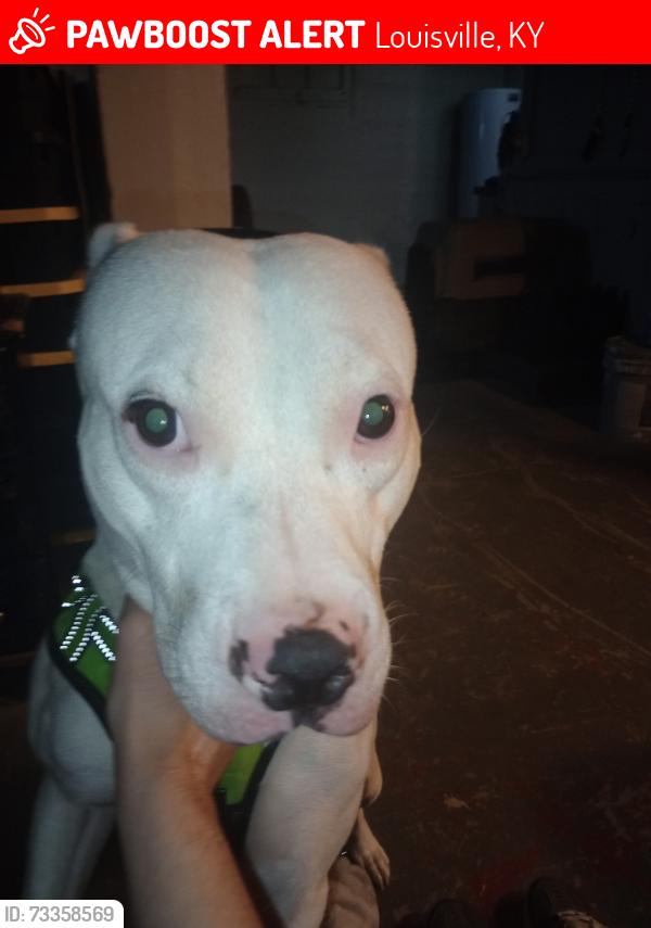 Lost Male Dog last seen Alleyway, Louisville, KY 40211