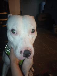 Lost Male Dog last seen Alleyway, Louisville, KY 40211