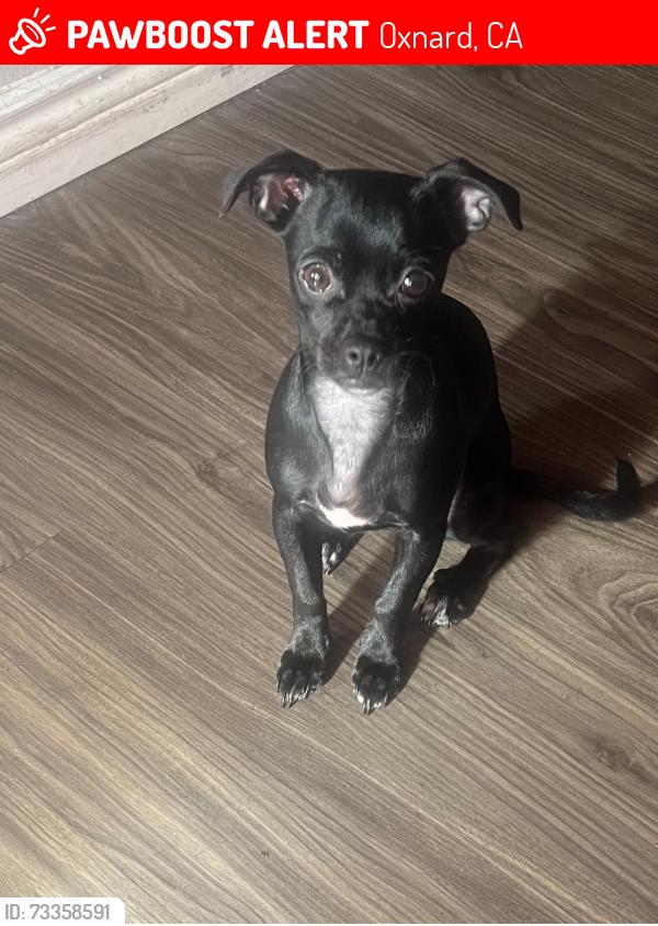 Lost Female Dog last seen Wankel way, Oxnard, CA 93030