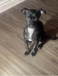 Lost Female Dog last seen Wankel way, Oxnard, CA 93030