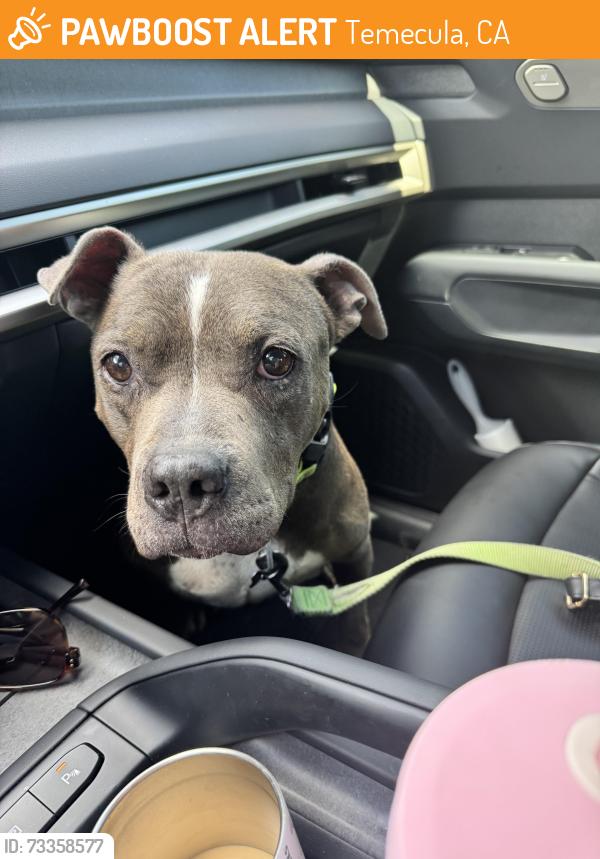Found/Stray Female Dog last seen Barrington /nighthawk way, Temecula, CA 92592
