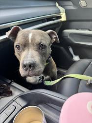 Found/Stray Female Dog last seen Barrington /nighthawk way, Temecula, CA 92592