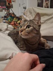 Found/Stray Female Cat last seen East St & E Baltimore St, Baltimore, MD 21202