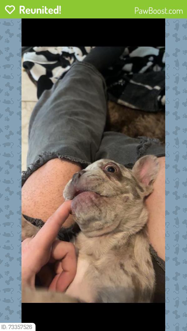 Reunited Female Dog last seen Near Pine Hill Rd, Palm Harbor, FL 34683, USA, Palm Harbor, FL 34683