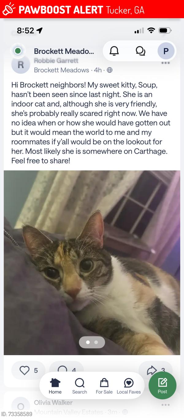 Lost Female Cat last seen Brockett road, Lawrenceville highway, brockett elementary, Tucker, GA 30084
