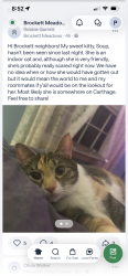 Lost Female Cat last seen Brockett road, Lawrenceville highway, brockett elementary, Tucker, GA 30084