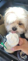 Reunited Female Dog last seen Passons blvd, Pico Rivera, CA 90660