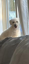 Reunited Female Dog last seen Buckley and mexico, Aurora, CO 80017