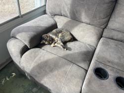 Lost Female Cat last seen Near Polaris Pl, thornton, co, Thornton, CO 80260