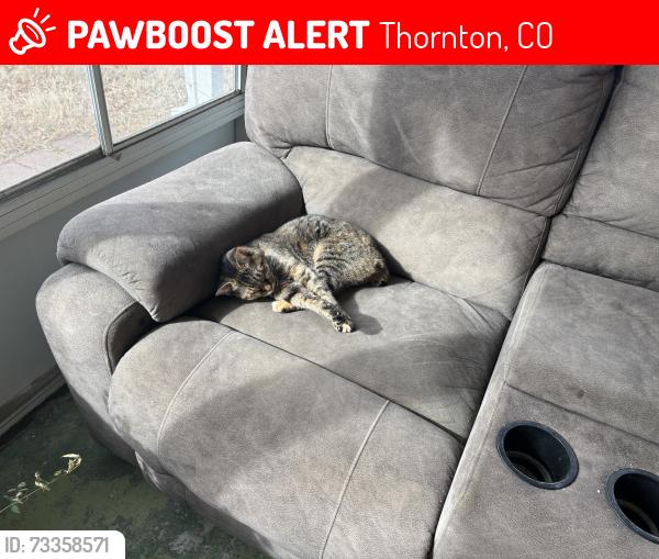 Lost Female Cat last seen Near Polaris Pl, thornton, co, Thornton, CO 80260