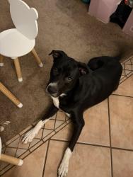 Reunited Male Dog last seen Haltom Rd. and Western Center Blvd, Haltom City, TX 76137